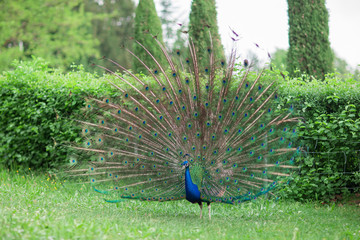 Obraz premium beautiful peacock with shiny blue and green feather wheel on a meadow in a park, garden