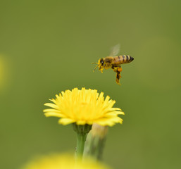 Bee on a wild flower, Patagonia