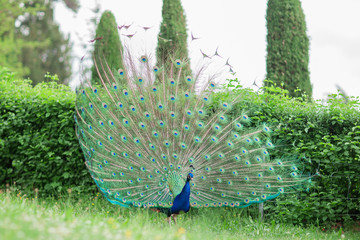 beautiful peacock with shiny blue and green feather wheel on a meadow in a park, garden