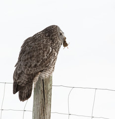 Great grey owl in the winter