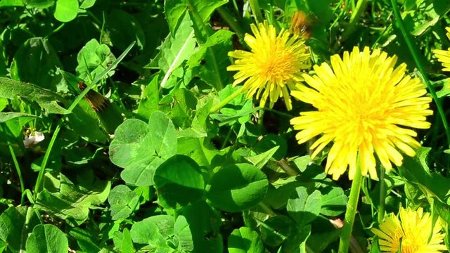 Anthophila, bee, taraxacum, dandelion, flower