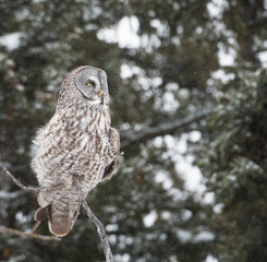 Great grey owl in the winter