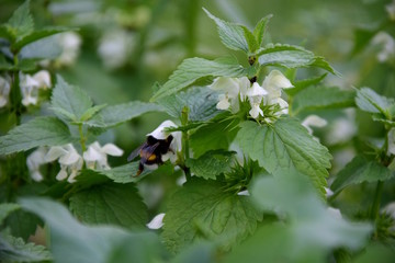 Wei&szlig;e Taubnessel