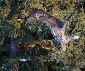 Great grey owl in the winter