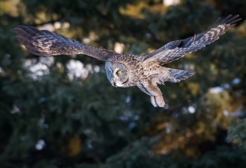Great grey owl in the winter