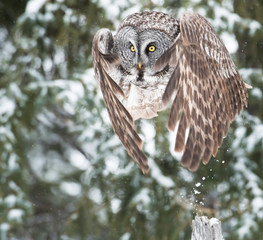 Great grey owl in the winter