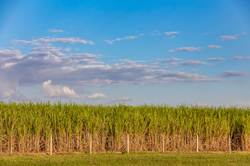 Sugar cane plantation at brazil's coutryside