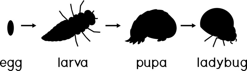 Life cycle of ladybug. Sequence of stages of development of ladybug from egg to adult insect