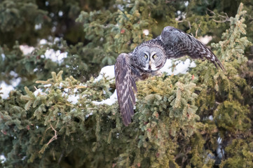 Great grey owl in the winter