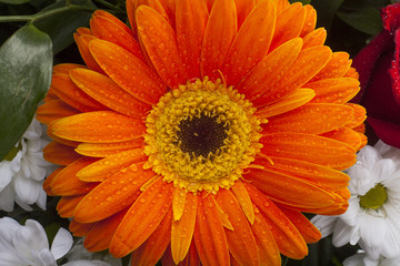 Orange gerbera closeup on flower petals with water drops and flower inside. Orange flower petals on macro and white background.
