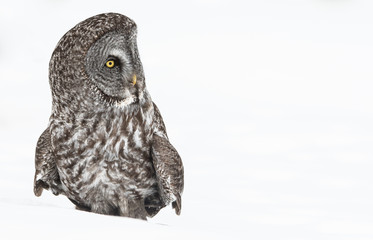 Great Grey Owl