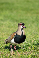 Tero