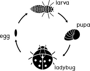 Obraz premium Cykl życia biedronki. Sekwencja etapów rozwoju biedronki od jaja do dorosłego owada