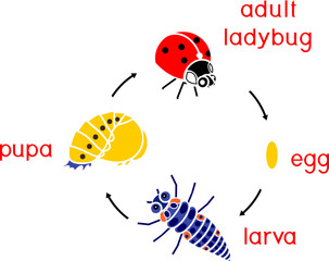 Naklejka premium Life cycle of ladybug. Sequence of stages of development of ladybug from egg to adult insect