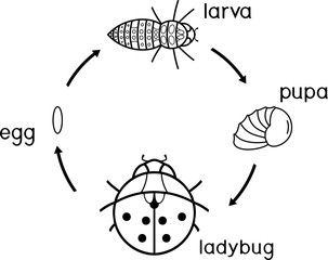 Life cycle of ladybug coloring page. Sequence of stages of development of ladybug from egg to adult insect
