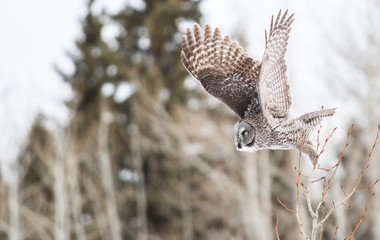 Great Grey Owl
