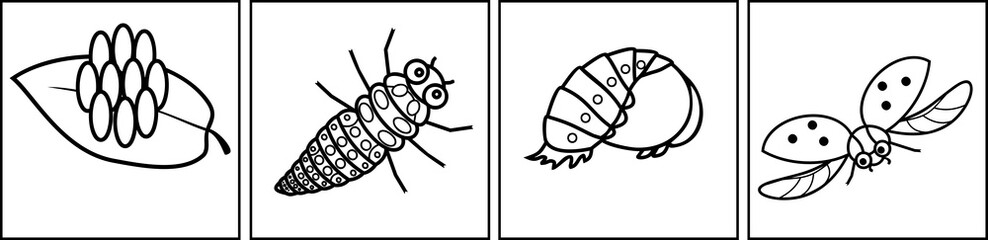 Coloring page. Sequence of stages of development of ladybug from egg to adult insect