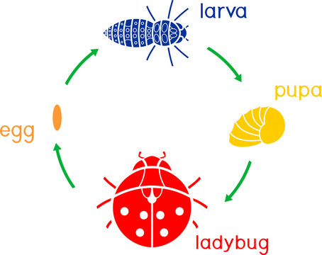 Life cycle of ladybug. Sequence of stages of development of ladybug from egg to adult insect