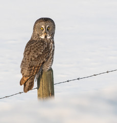Great Grey Owl