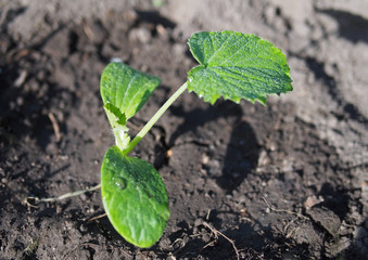 Young sprout of a plant vegetable marrow
