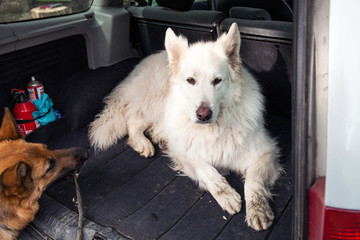 Big white Swiss Shepherd in the car. Carrying dog in the car. Travel with a dog. Car trunk and dog.