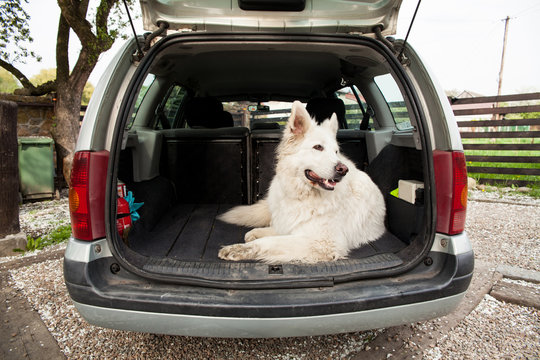Big white Swiss Shepherd in the car. Carrying dog in the car. Travel with a dog. Car trunk and dog.