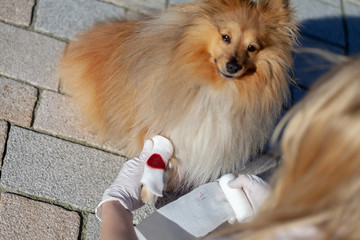 A human puts a bandage on a bleeding paw from a shetland sheepdog
