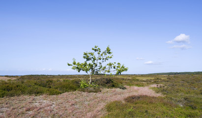 Fototapeta na wymiar Laesoe / Denmark: A single oak tree in the wide coastal heathland between Holtemmen and Storedal in the northwest of the beautiful Kattgat island