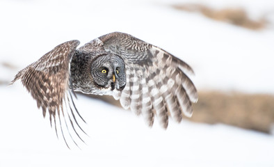 Great Grey Owl