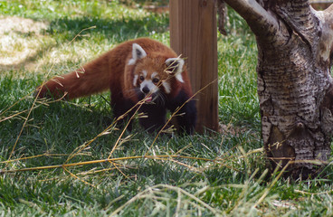 Red Panda at the Zoo