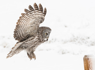 Great Grey Owl