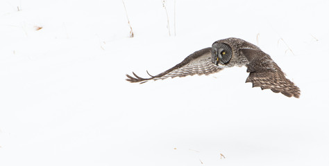 Great Grey Owl