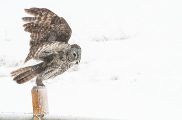 Great Grey Owl
