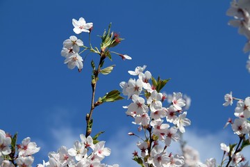 Baumblüte