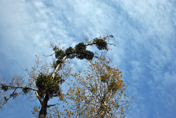 Poplar tree with young green leaves and mistletoes on top, view from ground on top, blue spring cloudy sky background