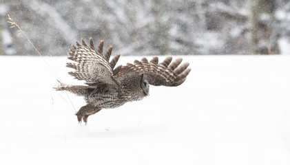 Great Grey Owl