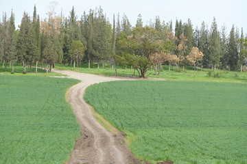 Naklejka premium View fields in the Izrael Valley, Israel