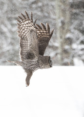 Great Grey Owl