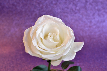 White rose with raindrops background