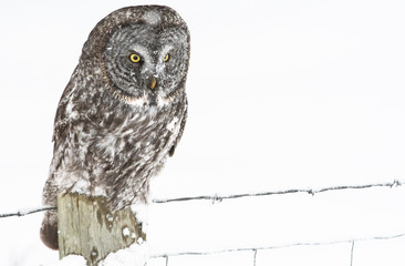 Great Grey Owl