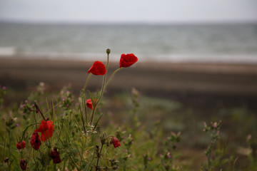 poppies at the sea