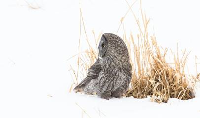 Great Grey Owl