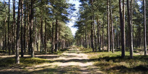 Fototapeta premium Laesoe / Denmark: Romantic forest path in the nature reserve Laesoe Klintplantage on the Kattegat island of Laesoe on a sunny day at the end of April