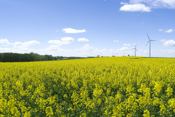 Tegwitz / Germany: View over a yellow blooming rape field in rural Eastern Thuringia with wind turbines in the back