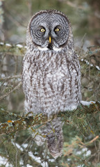 Great Grey Owl