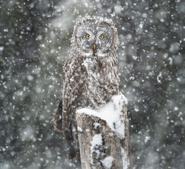 Great Grey Owl