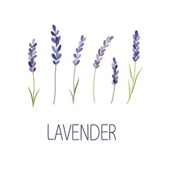 Lavender Flower. Designer for design, logo, lettering