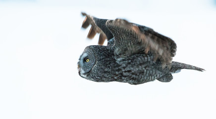 Great Grey Owl