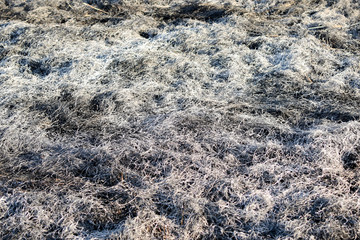 Background texture burnt grass, ash a grass