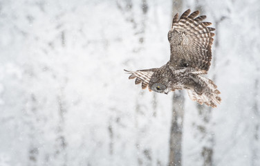 Great Grey Owl